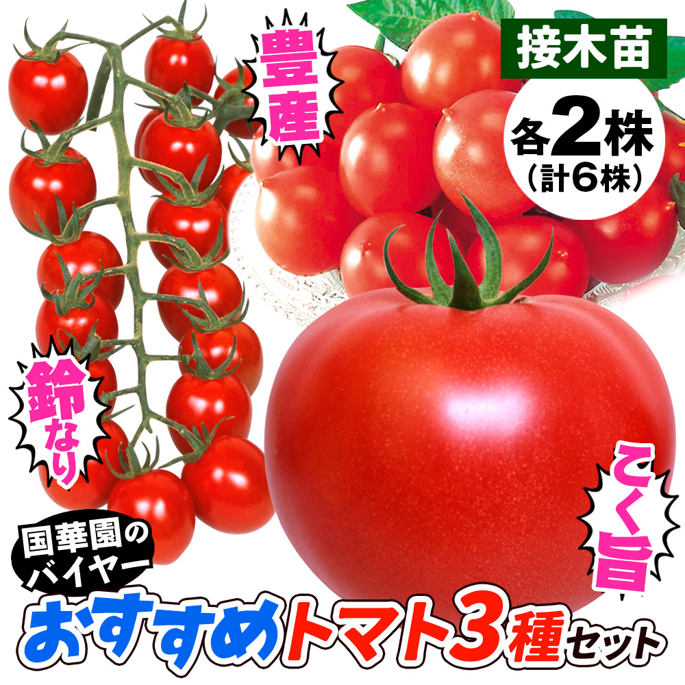 接木野菜苗 トマト 接木おすすめトマトセット 3種6株（送料無料）