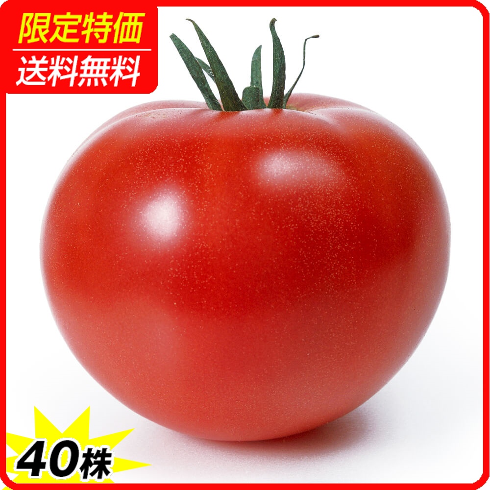 接木野菜苗 大玉トマト 接木F1ホーム桃太郎R 40株 ［限定特価 送料無料］
