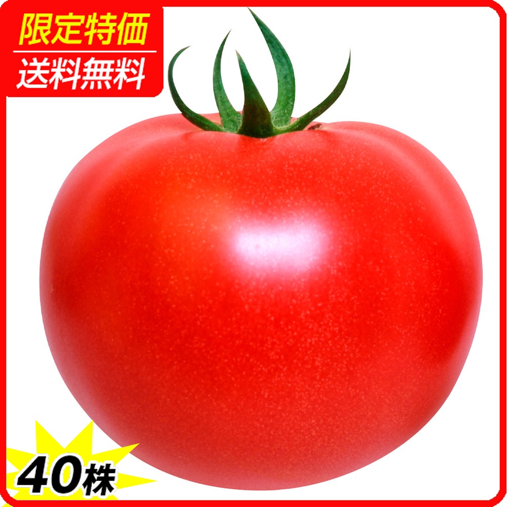 接木野菜苗 大玉トマト 接木F1こくうまパーフェクトEX 40株 ［限定特価 送料無料］