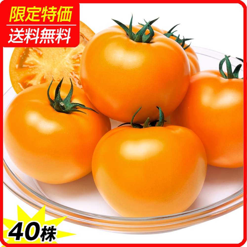 接木野菜苗 大玉トマト 接木F1桃太郎ゴールドR （農林水産省種苗登録品種 登録名：YE004）PVP 40株 ［限定特価 送料無料］
