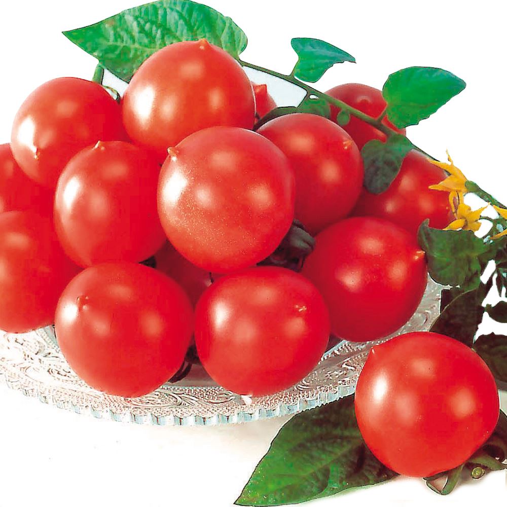 接木野菜苗 中玉トマト 接木F1甘熟むすめ 40株 ［限定特価 送料無料］
