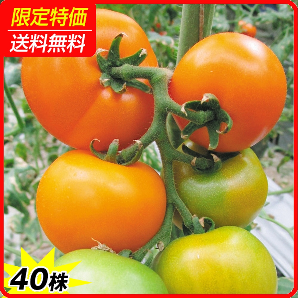 接木野菜苗 中玉トマト 接木F1セレブスイートRオレンジ 40株 ［限定特価 送料無料］