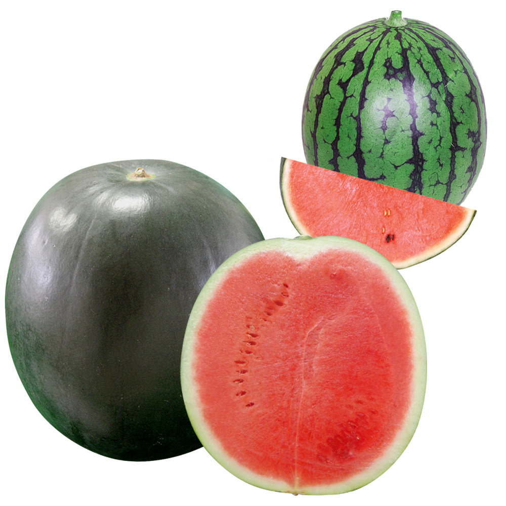 接木野菜苗 種なしスイカ ブラックジャック＆受粉用苗セット 2種4株