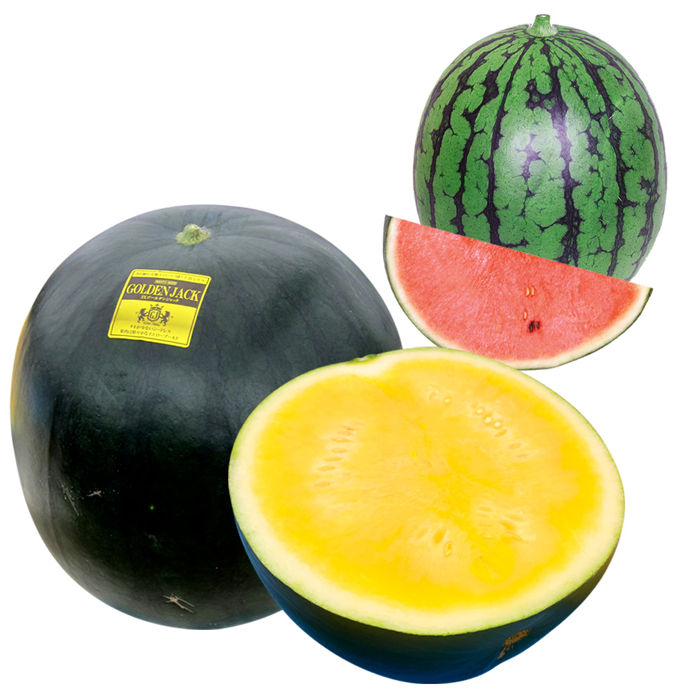 接木野菜苗 種なしスイカ ゴールデンジャック＆受粉用苗セット 2種4株