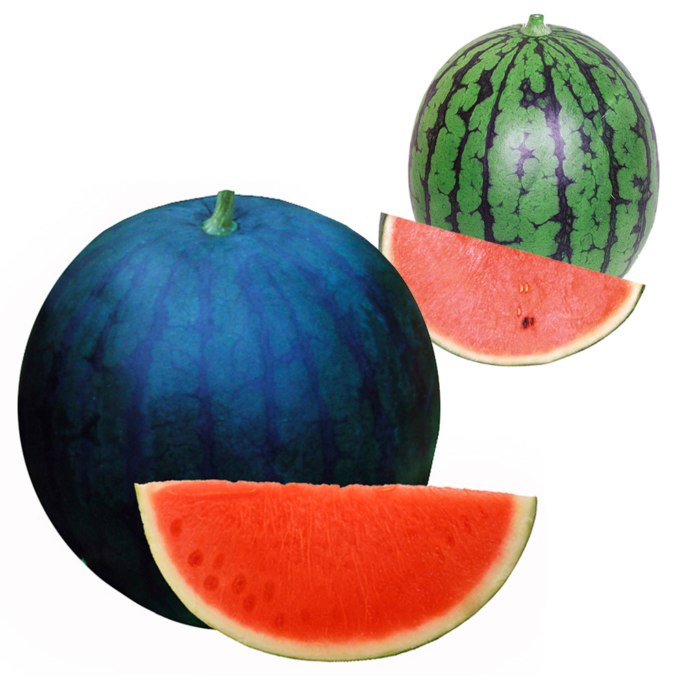 接木野菜苗 種なしスイカ 種なしサンバ＆受粉用苗セット 2種4株