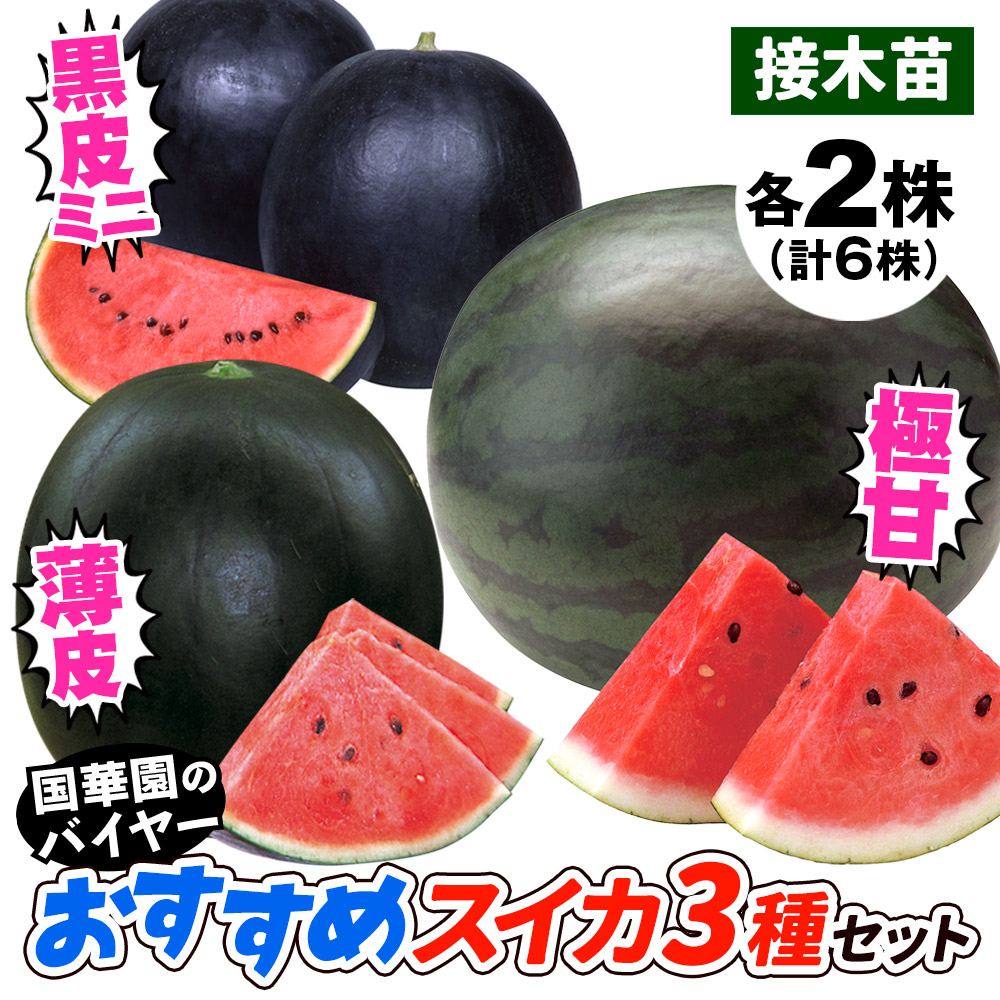 接木野菜苗 スイカ 接木おすすめスイカセット 3種6株 （送料無料）
