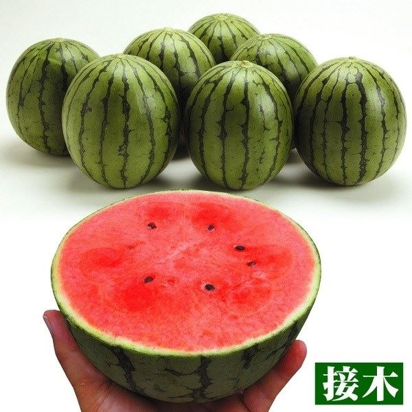 接木野菜苗 マイクロシードスイカ 接木F1ピノ・ガールR 40株 ［限定特価 送料無料］