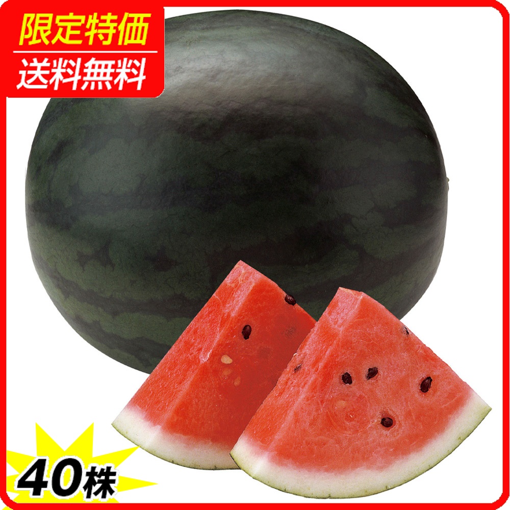 接木野菜苗 大玉スイカ 接木F1ゴスペル 40株 ［限定特価 送料無料］