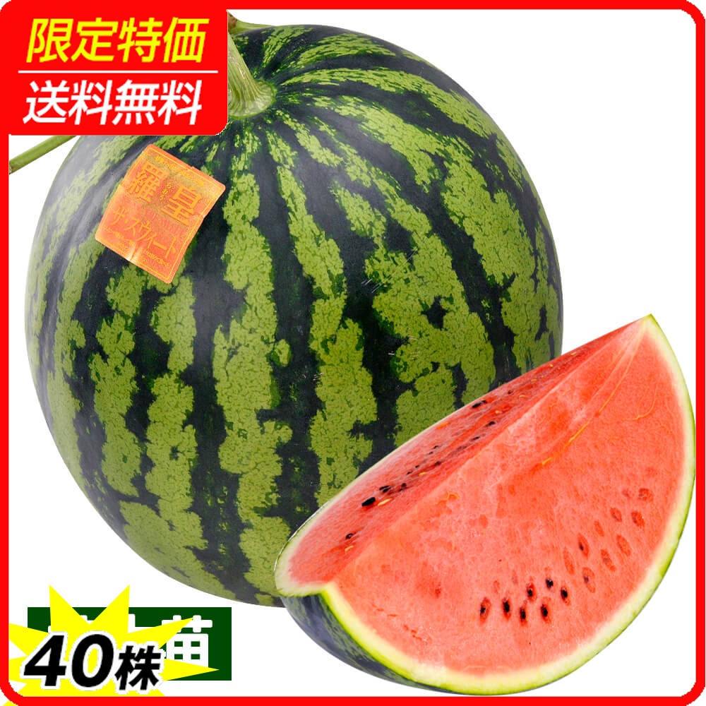 接木野菜苗 大玉スイカ 接木F1羅皇ザ・スウィート 40株 ［限定特価 送料無料］