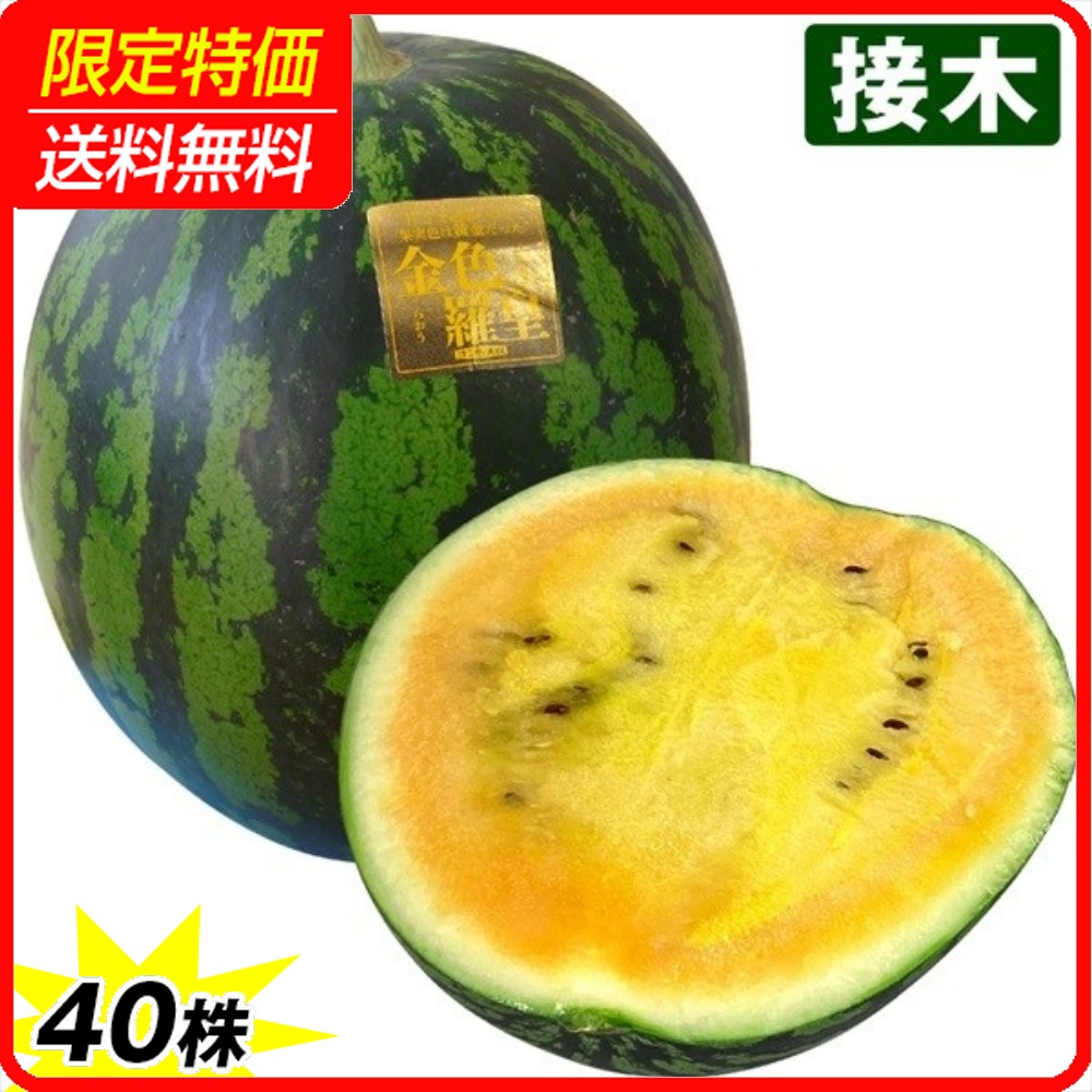 接木野菜苗 大玉スイカ 接木F1金色羅皇 40株 ［限定特価 送料無料］