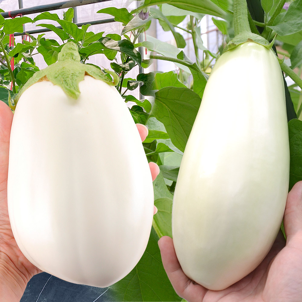 接木野菜苗 ナス 接木とろける白ナスセット 2種4株