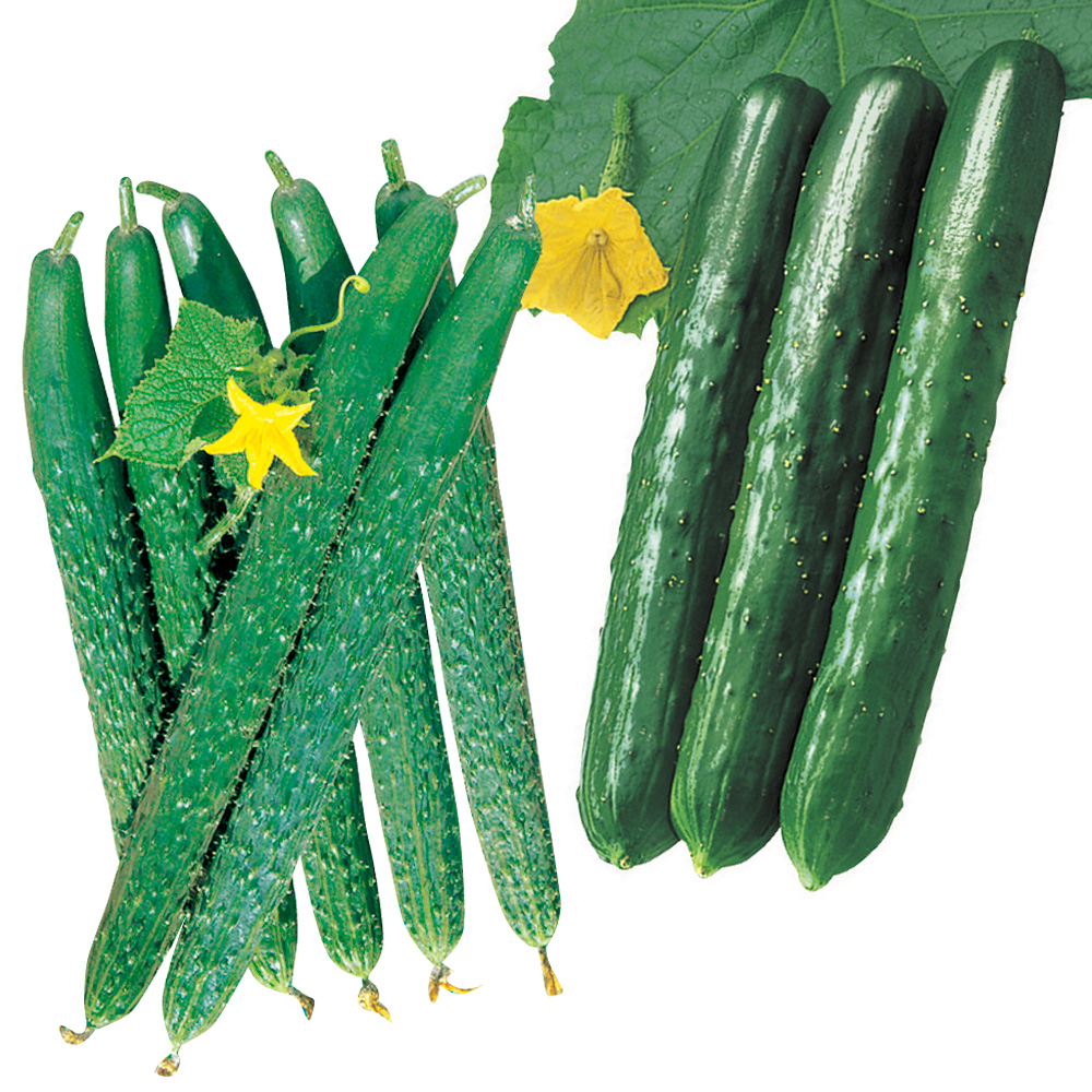 接木野菜苗 キュウリ お買得キュウリAセット 2種4株