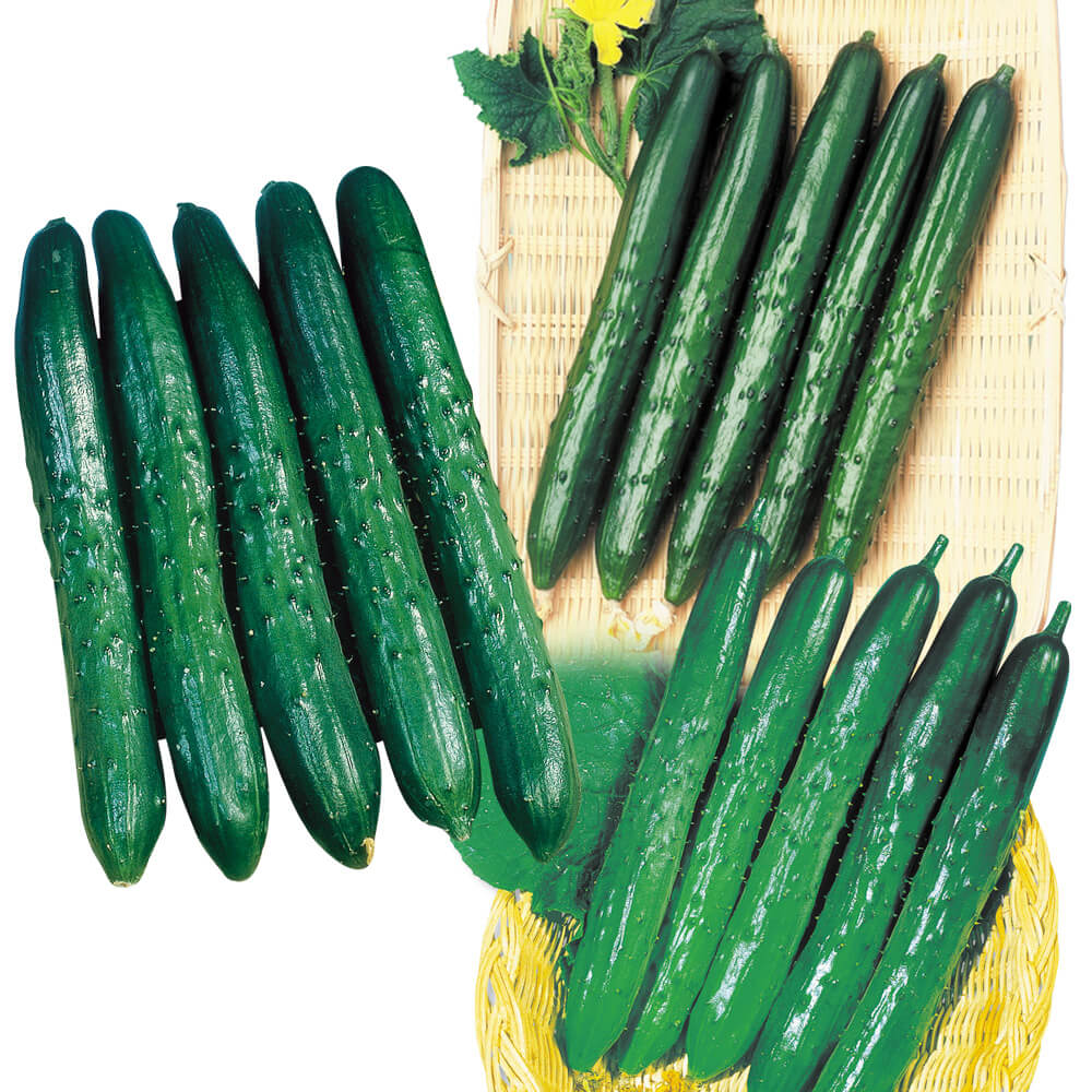 接木野菜苗 キュウリ お買得キュウリBセット 3種6株