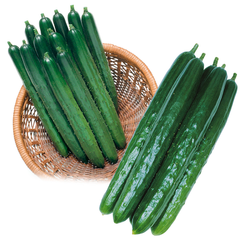 接木野菜苗 キュウリ 美味キュウリセット 2種4株