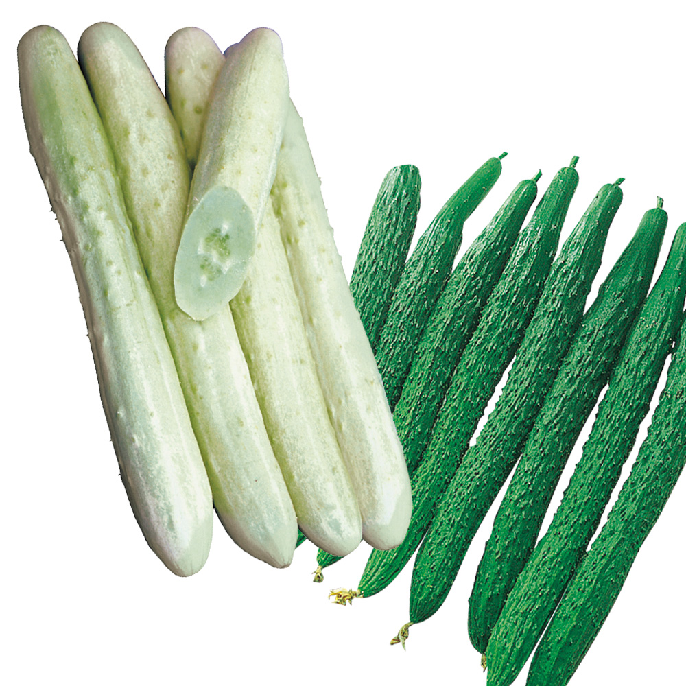 接木野菜苗 キュウリ ユニークキュウリセット 2種4株