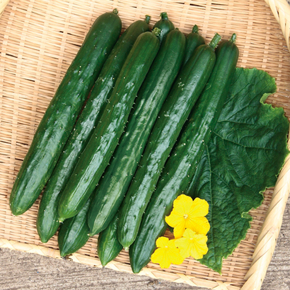 接木野菜苗 キュウリ 接木F1ずーっととれるキュウリ