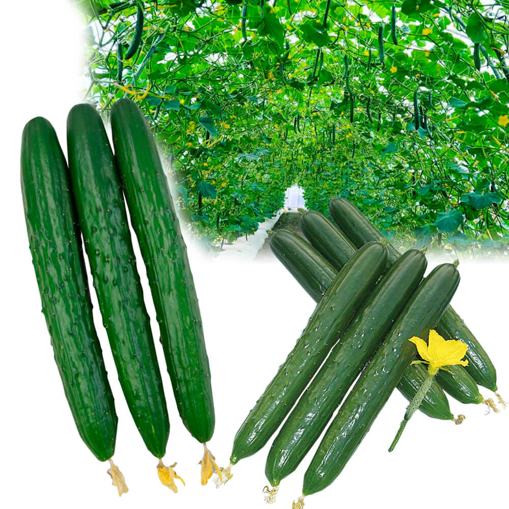 接木野菜苗 キュウリ 豊産キュウリBセット 3種6株