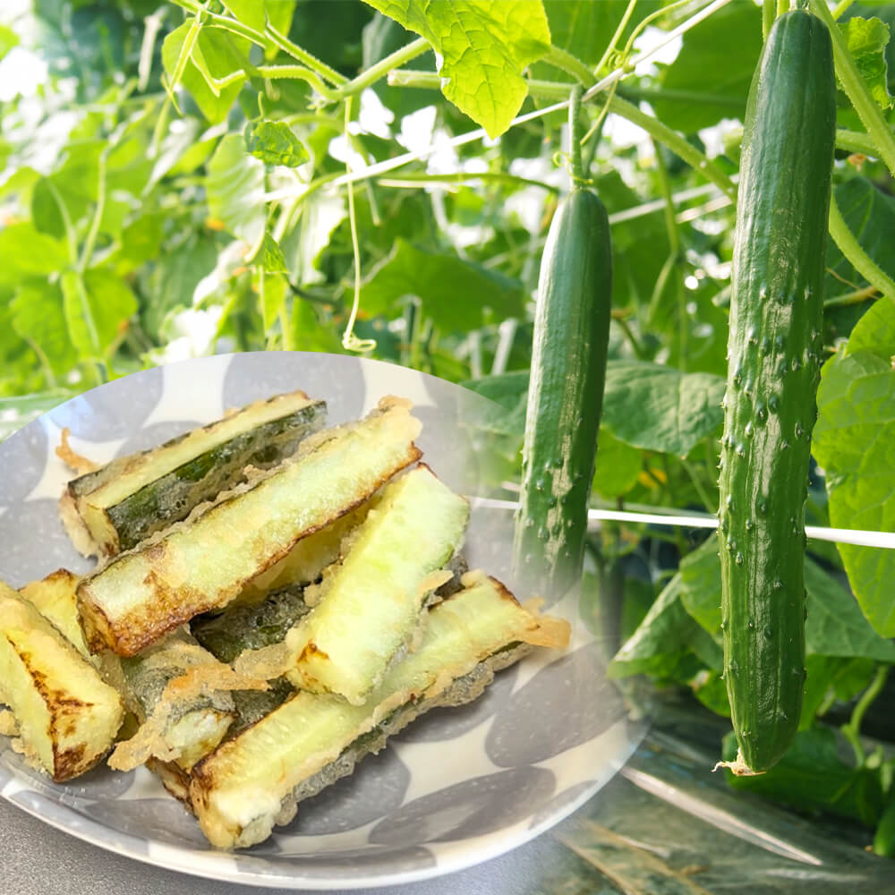接木野菜苗 キュウリ 接木F1天ぷらZ