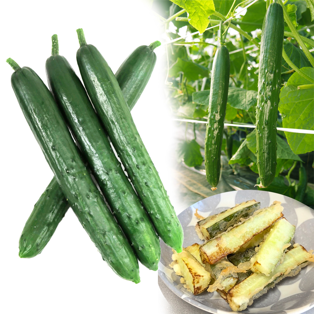 接木野菜苗 キュウリ 最新キュウリセット 2種4株