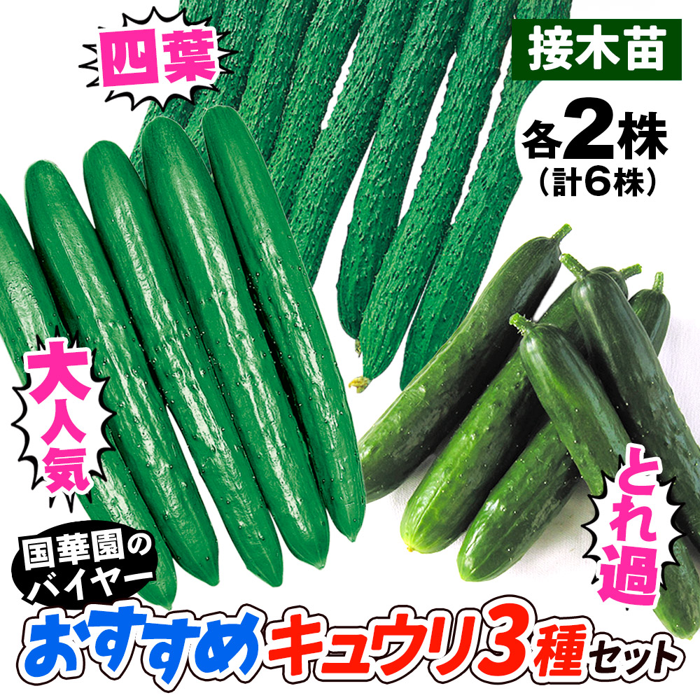 接木野菜苗 キュウリ 接木おすすめキュウリセット 3種6株 （送料無料）