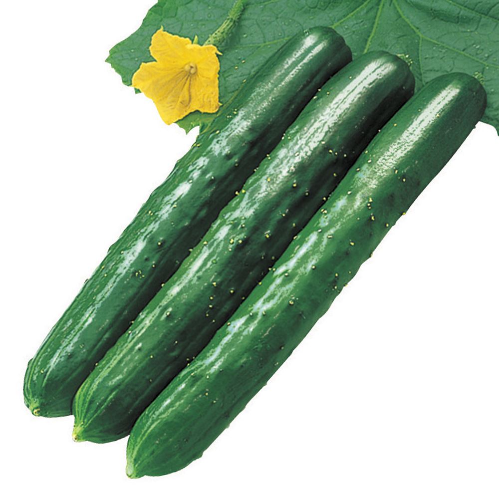 接木野菜苗 キュウリ 接木F1千州節成り 40株 ［限定特価 送料無料］