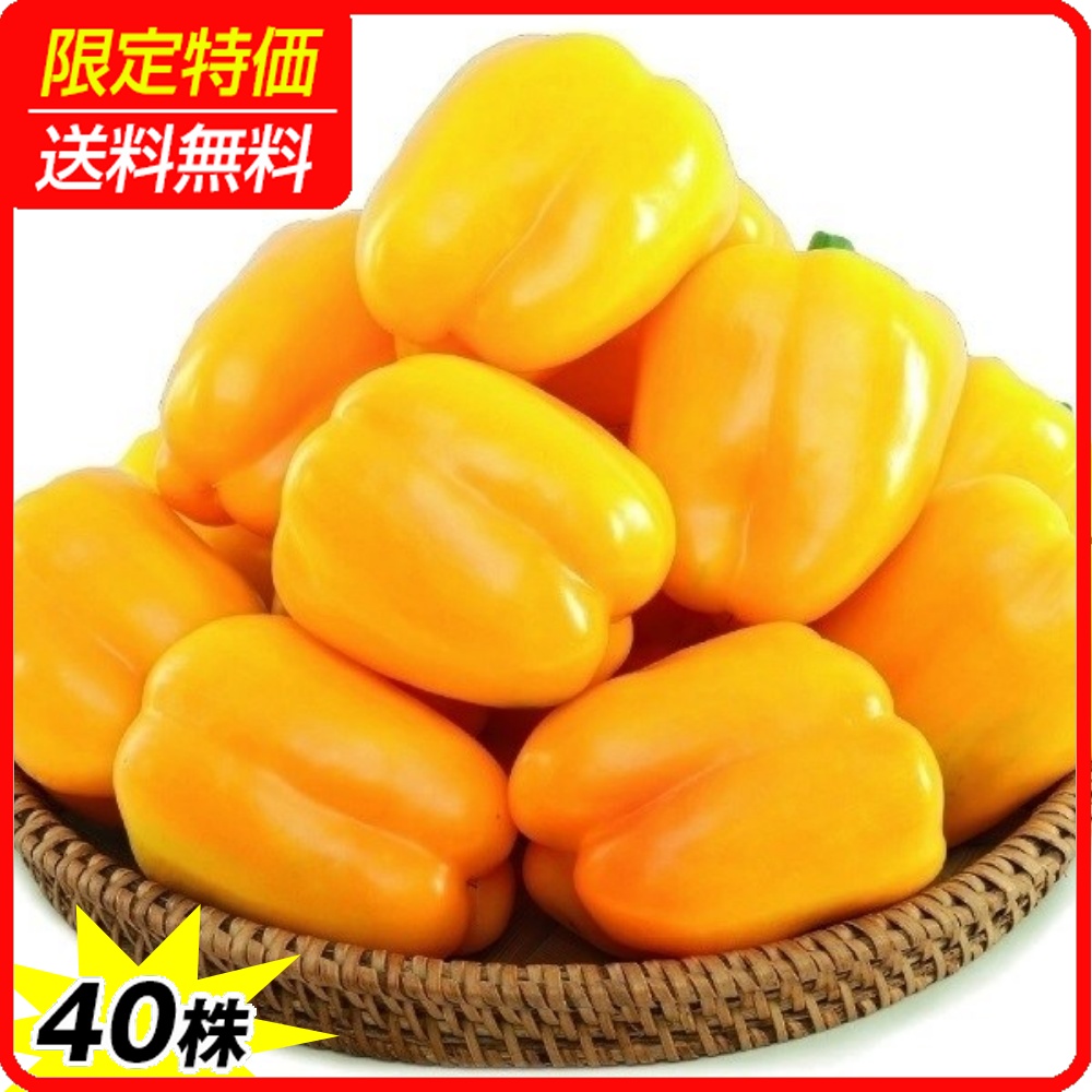 接木野菜苗 パプリカ 接木F1ゴールデンスター 40株 ［限定特価 送料無料］