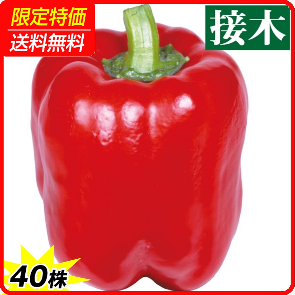 接木野菜苗 パプリカ 接木F1スカーレットスター 40株 ［限定特価 送料無料］
