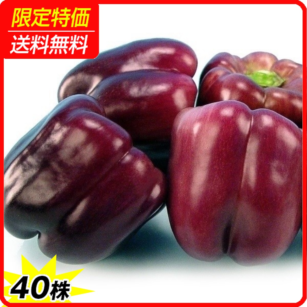 接木野菜苗 パプリカ 接木F1パープルスター 40株 ［限定特価 送料無料］