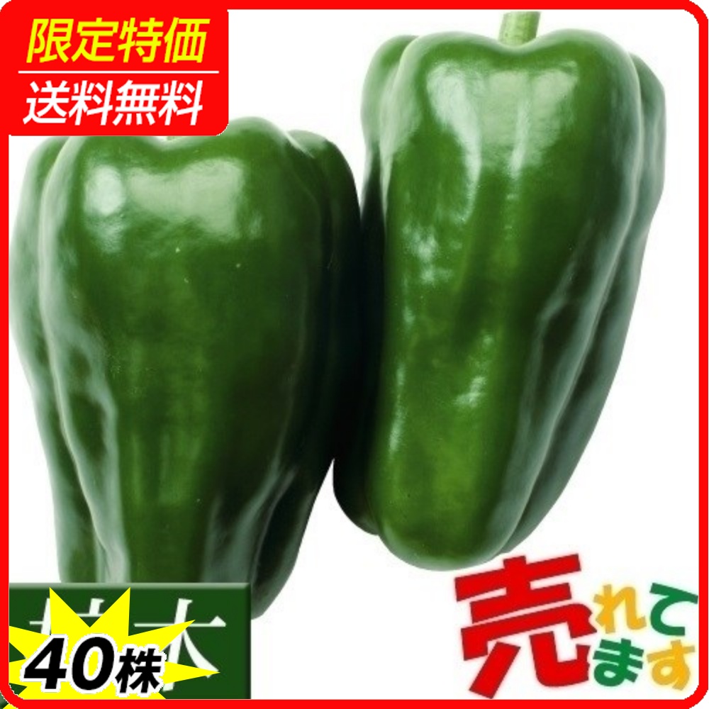 接木野菜苗 ピーマン 接木F1京波 40株 ［限定特価 送料無料］