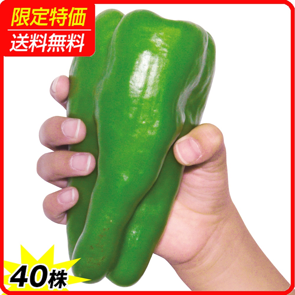 接木野菜苗 ピーマン 接木F1スイートロング 40株 ［限定特価 送料無料］