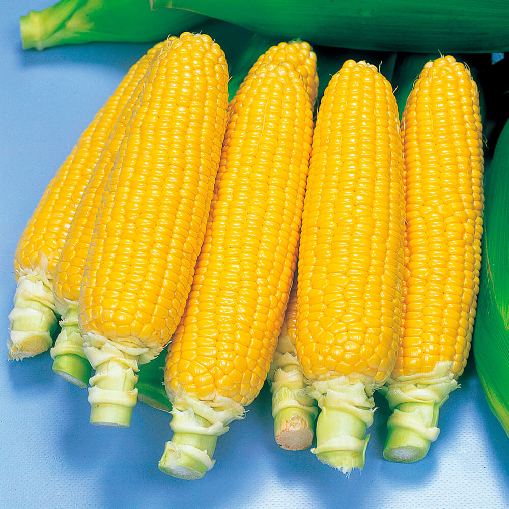 種 野菜たね トウモロコシ F1グットイエロー 1袋（20ml）