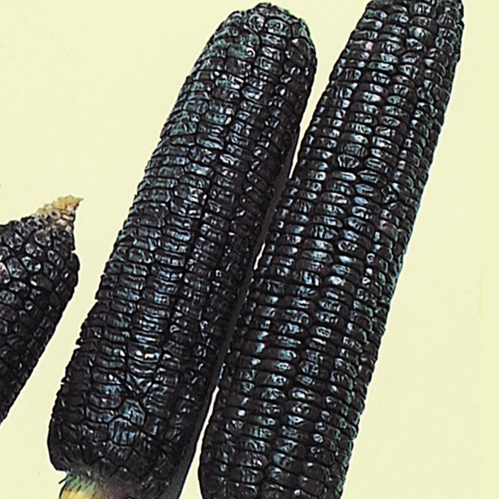 種 野菜たね トウモロコシ 黒もちとうもろこし 1袋（30ml）