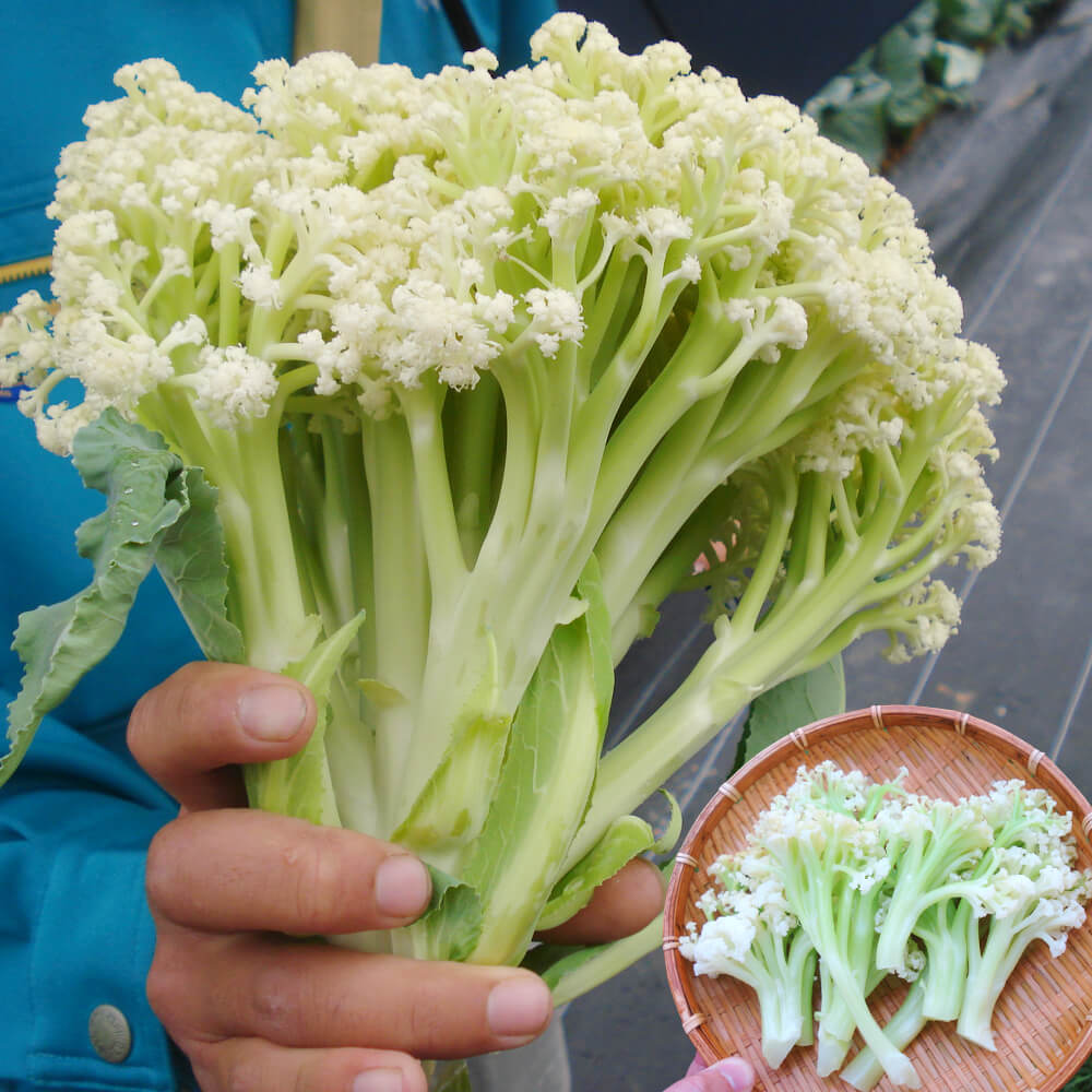 種 野菜たね カリフラワー F1カリスマート 1袋（0.2ml）