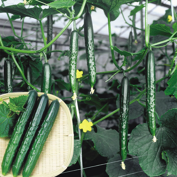 種 野菜たね キュウリ F1夏秀きゅうり 1袋（1.5ml）