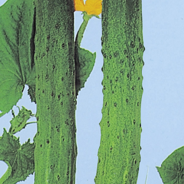 種 野菜たね キュウリ 聖護院節成きゅうり 1袋（2ml）