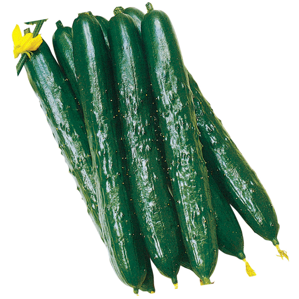 種 野菜たね キュウリ F1グッドワン 1袋（0.8ml）