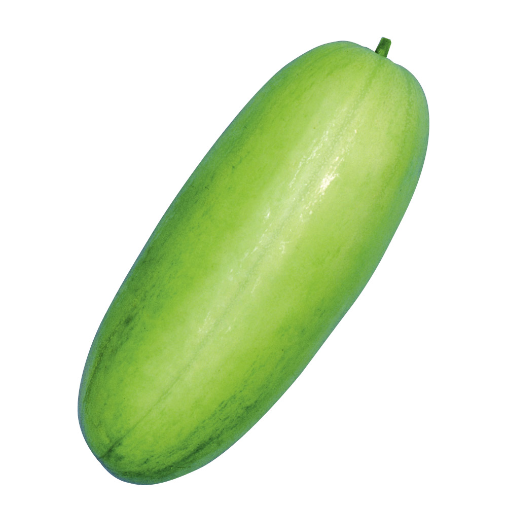 種 野菜たね ウリ 沼目大白瓜 1袋（3ml）
