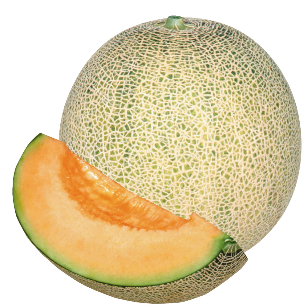 種 野菜たね メロン F1赤肉ネットメロン 1袋（1ml）