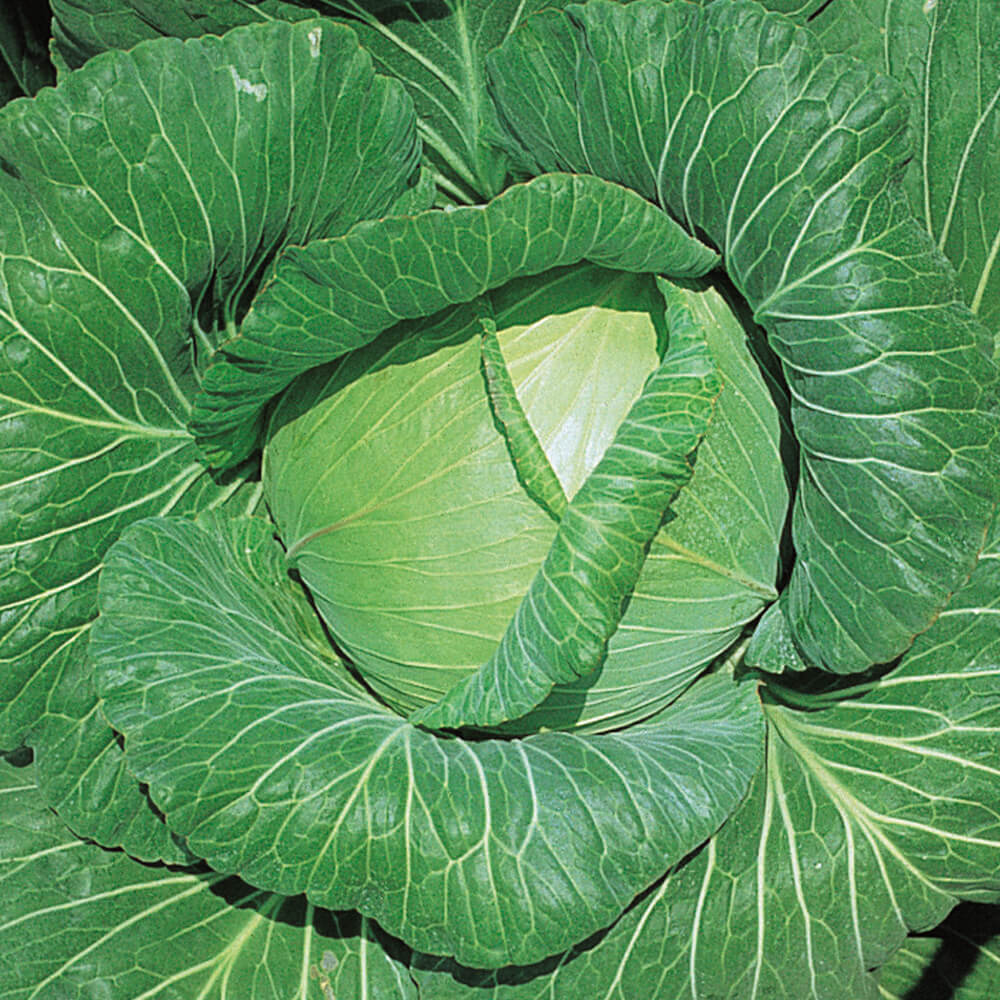 種 野菜たね キャべツ F1四季穫り甘藍 1袋（1ml）