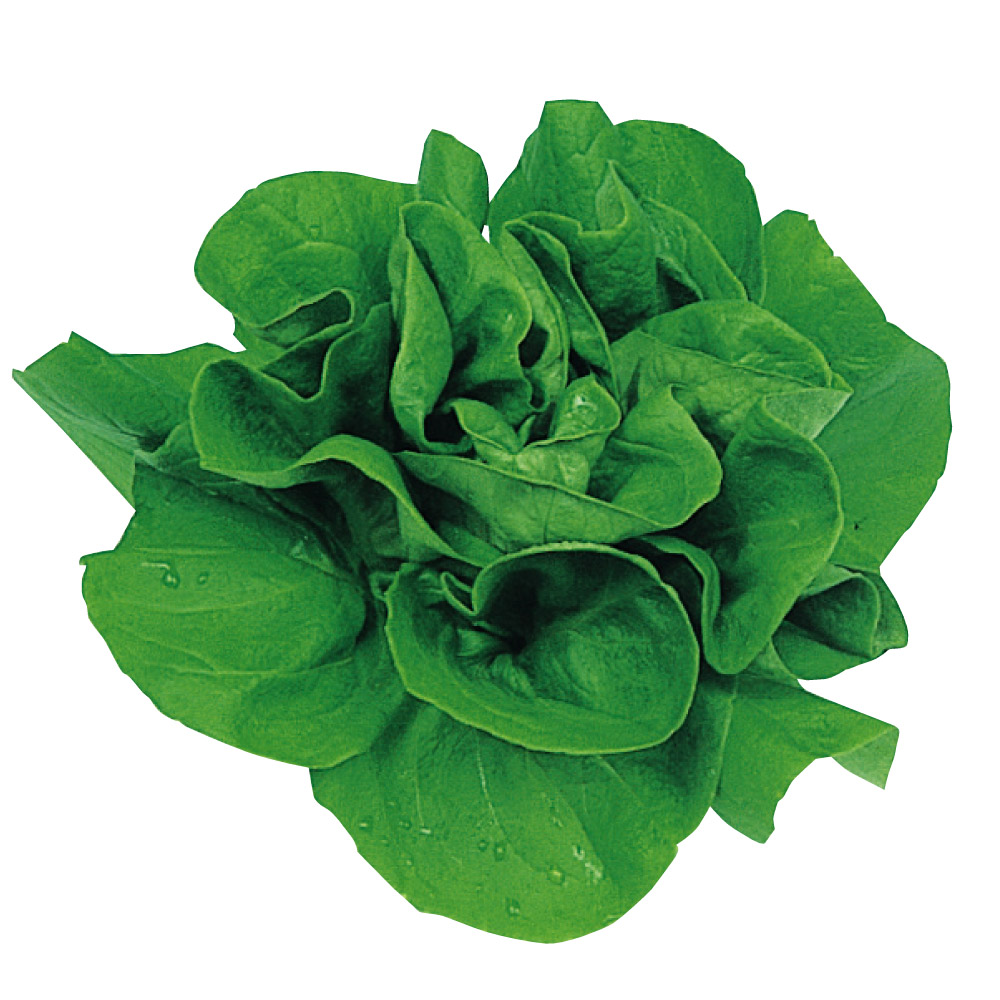 種 野菜たね レタス サラダ菜 1袋（5ml）