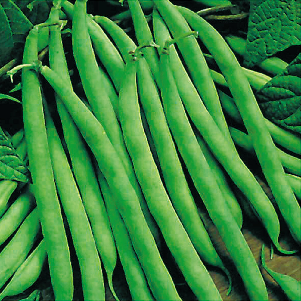 種 野菜たね インゲン つるありすじなし菜豆 1袋（30ml）