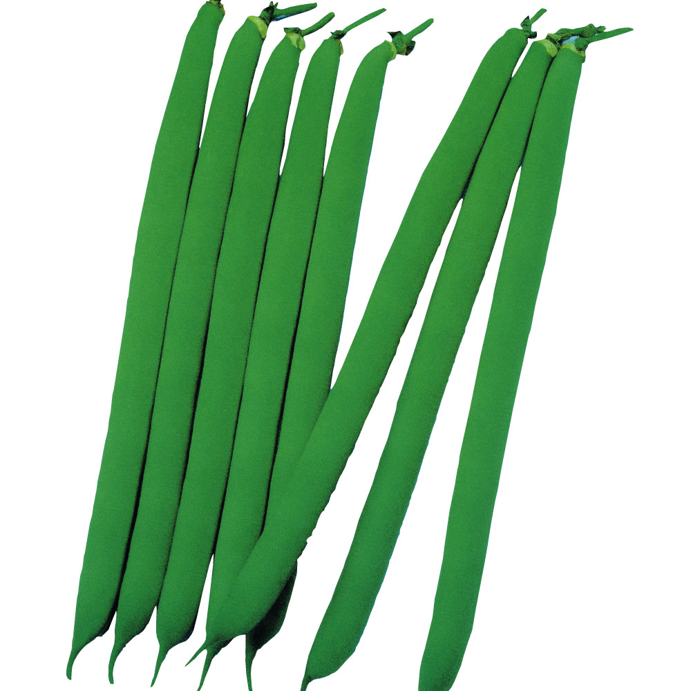種 野菜たね インゲン よくとれインゲン 1袋（25ml）
