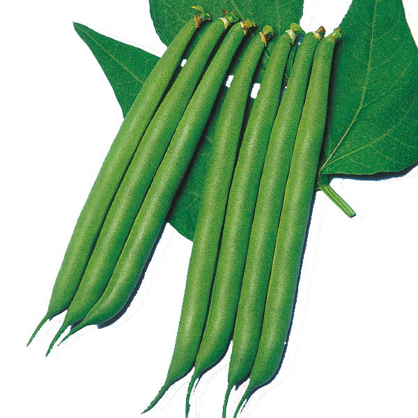 種 野菜たね インゲン つるなし良品菜豆 1袋（30ml）