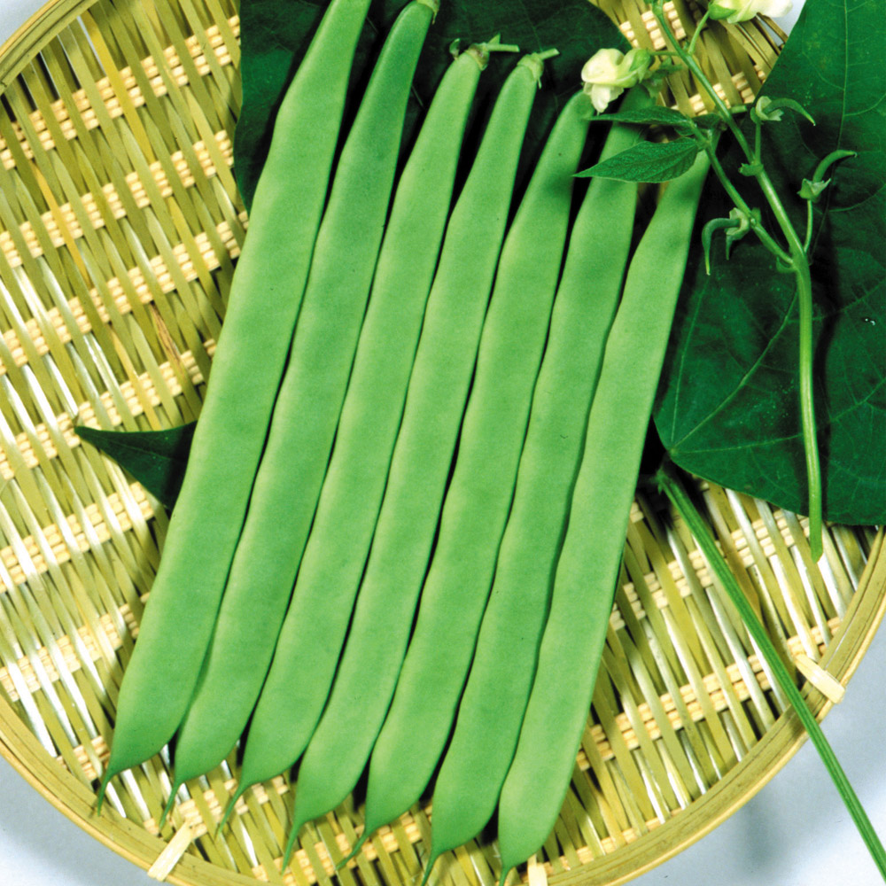 種 野菜たね インゲン つるなし平莢ロング 1袋（30ml）