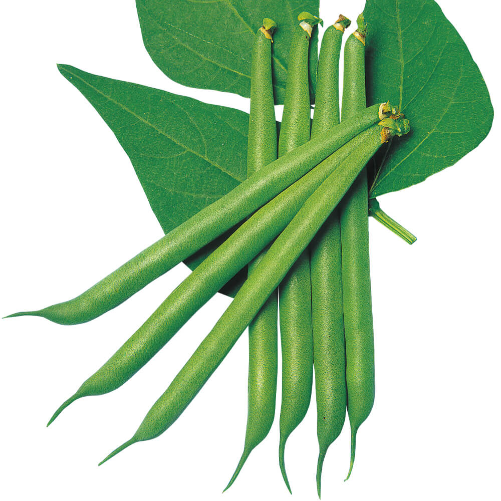種 野菜たね インゲン つるあり良品菜豆 1袋（20ml）