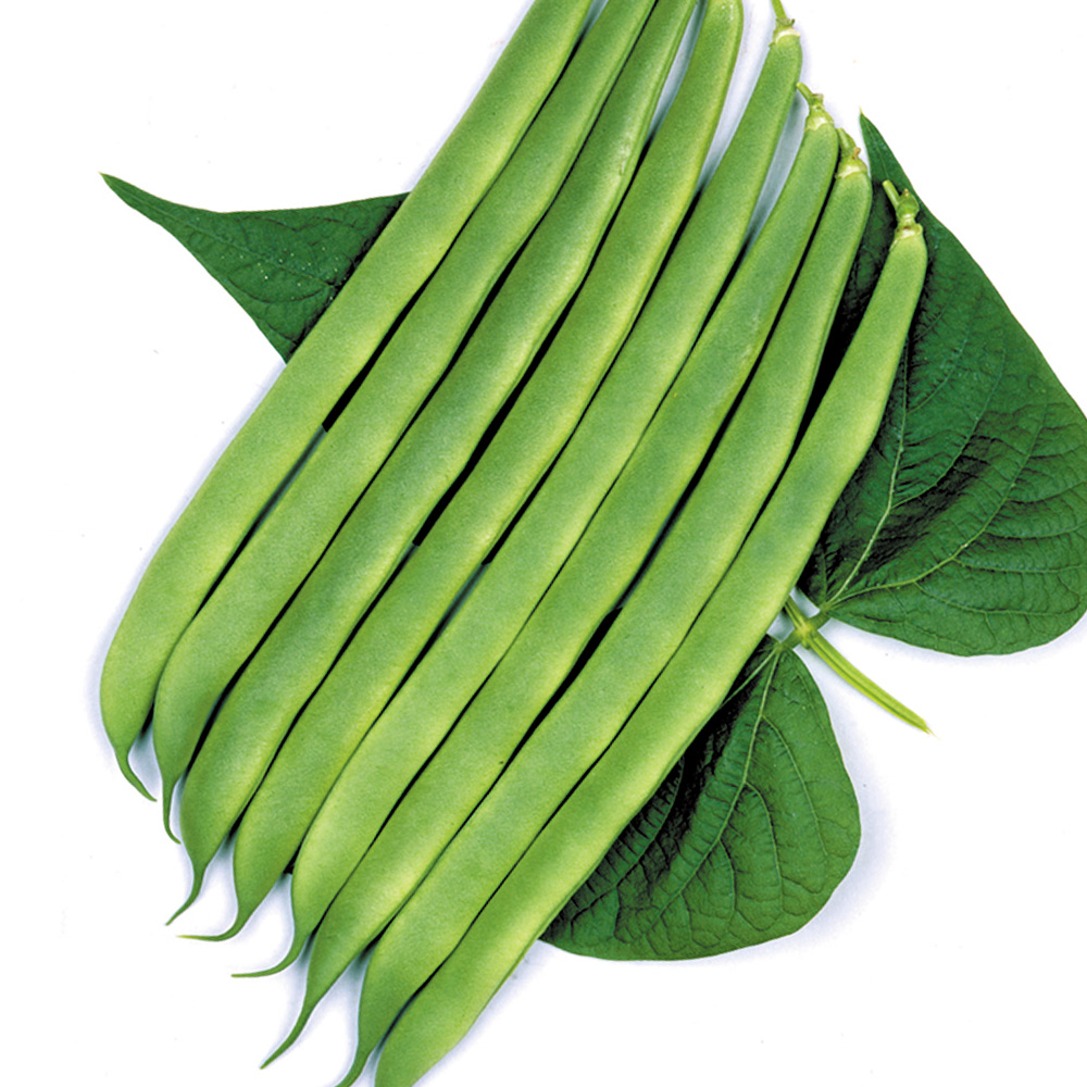 種 野菜たね インゲン ひら王 1袋（30ml）