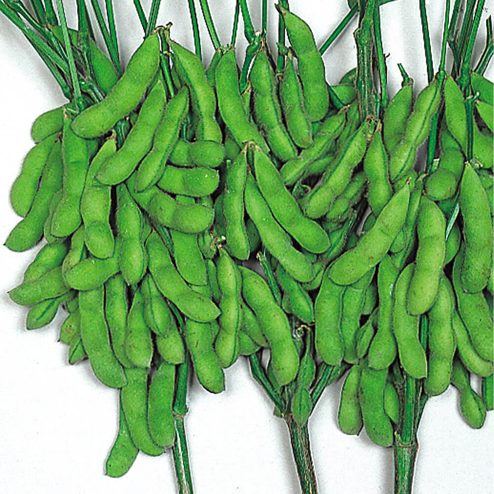 種 野菜たね 枝豆 夏みどり 1袋（40ml）
