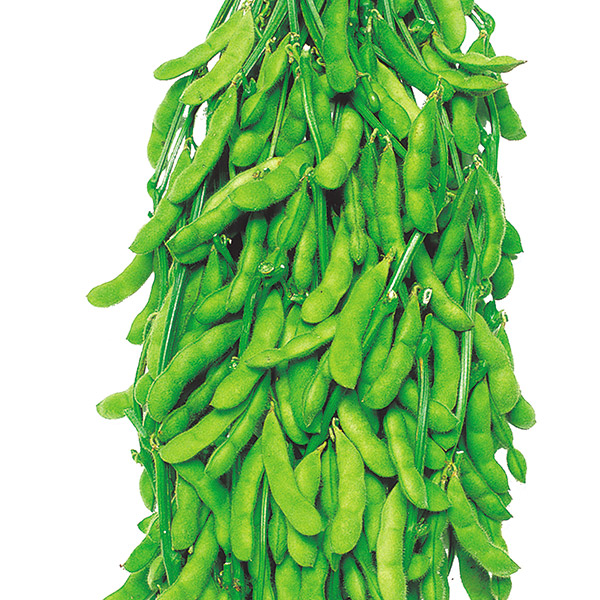 種 野菜たね 枝豆 うまみどり枝豆 1袋（40ml）