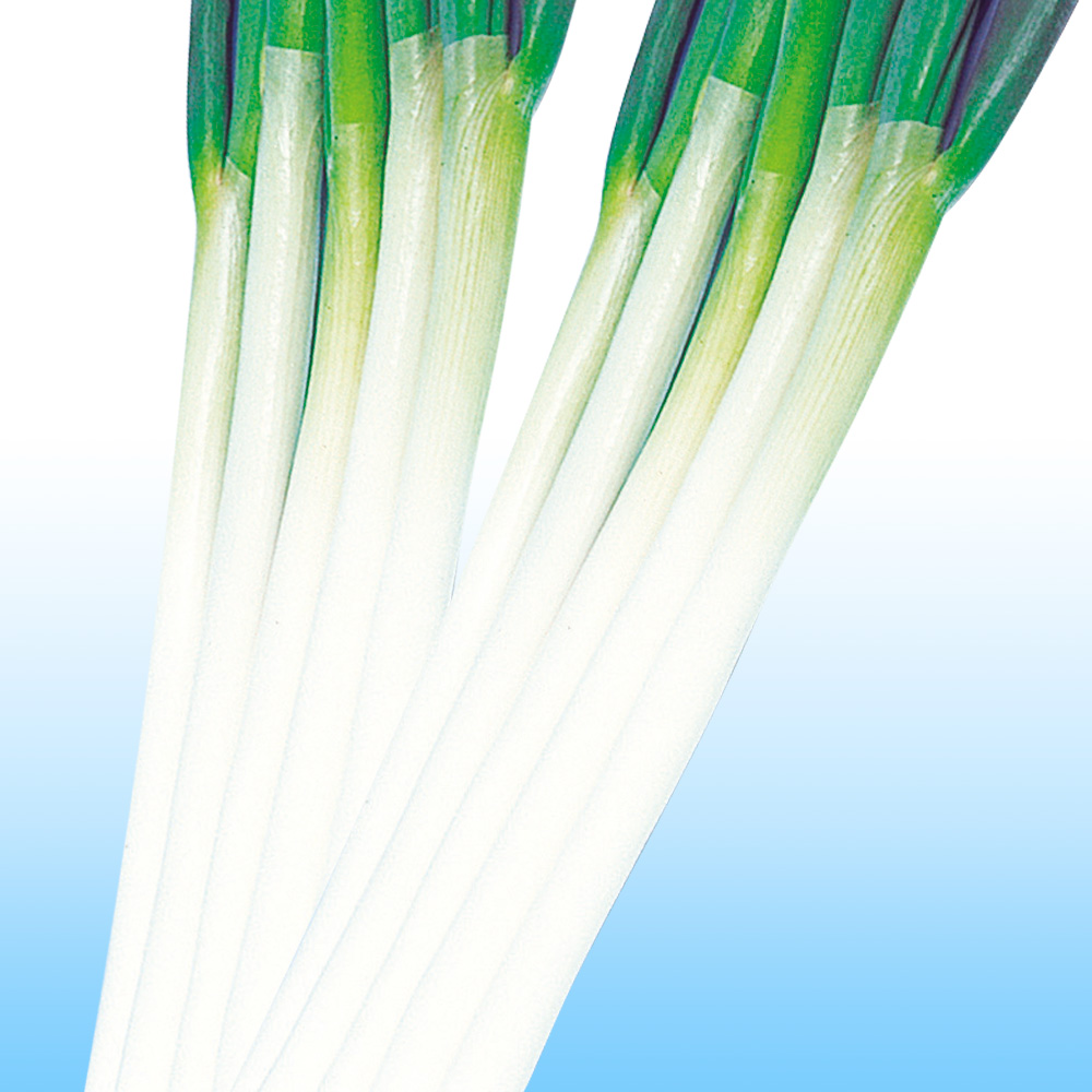 種 野菜たね ネギ 石倉根深太葱 1袋（8ml）