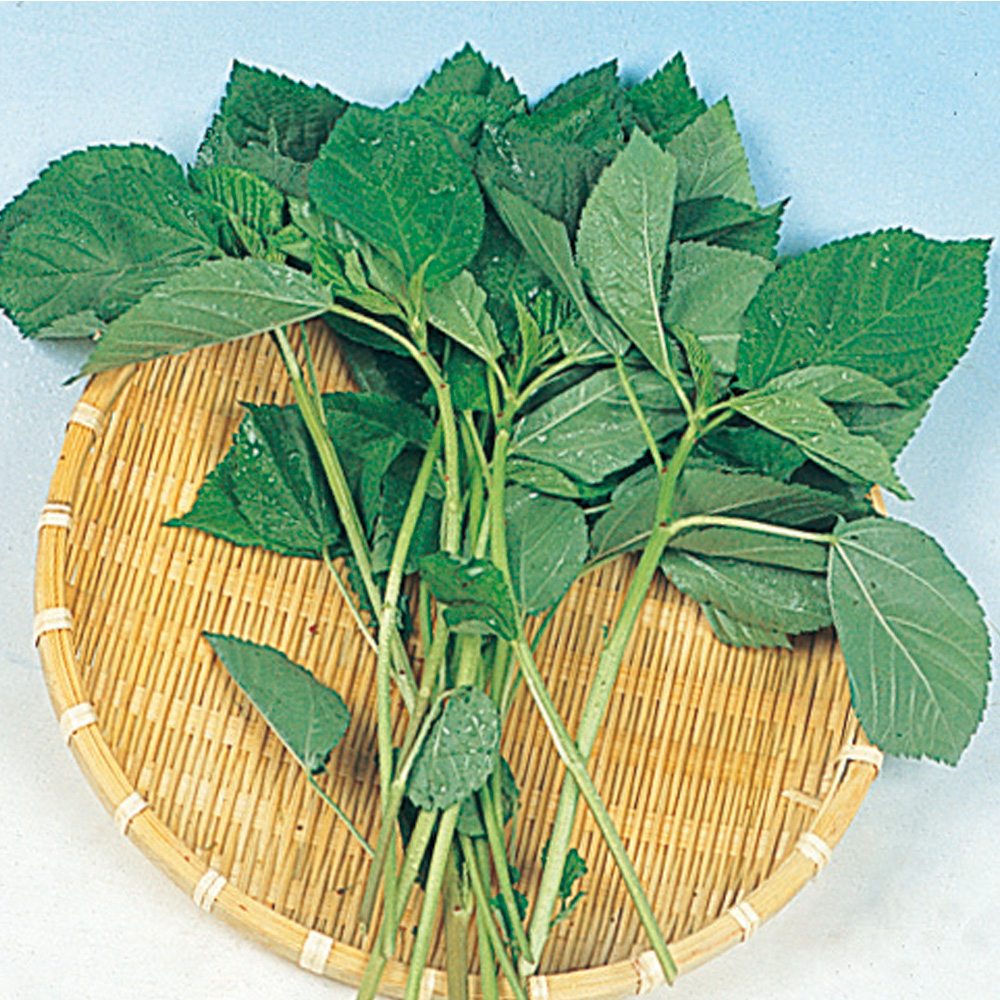 種 野菜たね 健康野菜 モロヘイヤ 1袋（4ml）